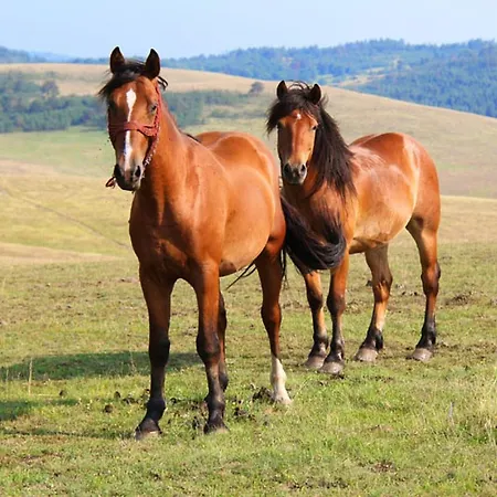 شقة Brvnara Zlatiborka