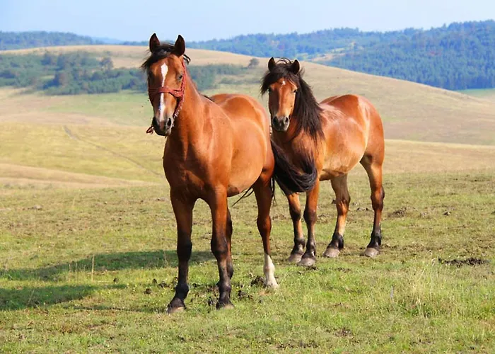 Lägenhet Brvnara Zlatiborka